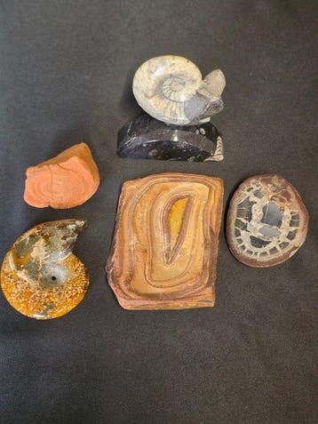 Animal fossilisé - Fossil & Mineral Collection – 2