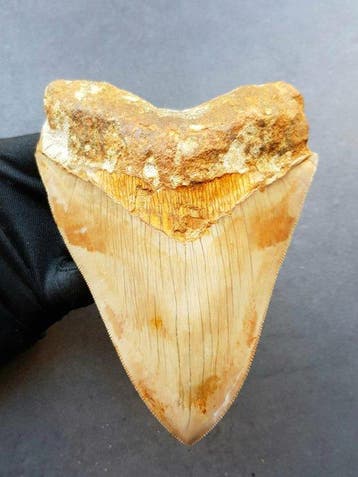 Mégalodon - Dent fossile - 142 mm - 109 mm