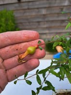 Bonsaï de Grenadier Commun (Punica granatum) - Hauteur