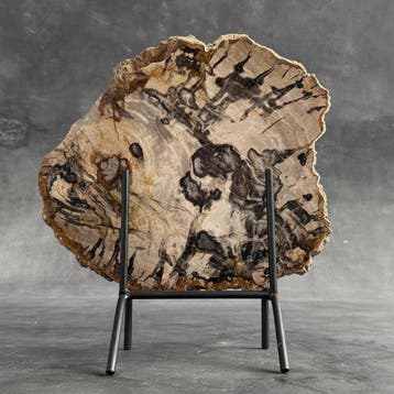 Superbe grande tranche de bois pétrifié sur un socle
