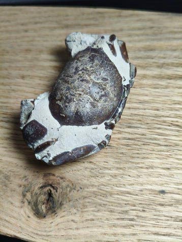 Crabe - Matrice fossile - Galene sp.