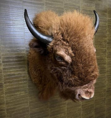 Amerikaanse Bizon Taxidermie Opgezette Dieren By Max, Verzamelen, Ophalen of Verzenden, Nieuw, Wild dier, Opgezet dier