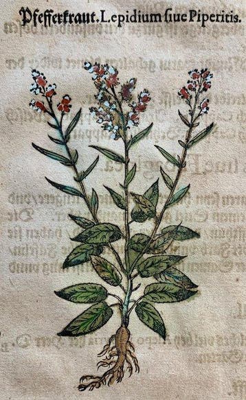 Pietro Andrea Mattioli - Contemporary hand-coloured leaf