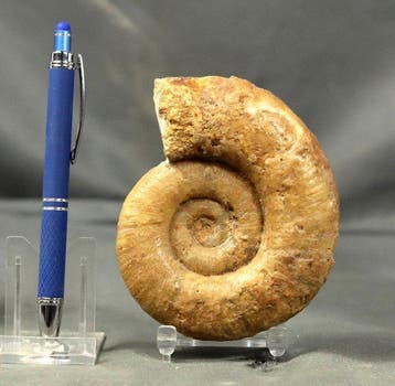 Fijn ammoniet - Twee zijden schoongemaakt - Gefossiliseerd