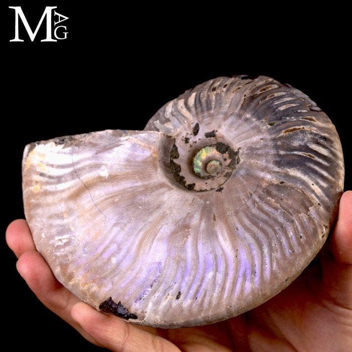 Cleoniceras ammonietfossiel – iriserende parelmoer –, Collections, Minéraux & Fossiles