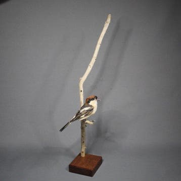 Rotkopfwürger Taxidermie volledige montage - Lanius senator, Nieuw