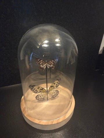 Vlinder Taxidermie volledige montage - Lepidoptera - 28 cm -