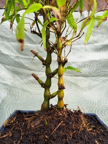 Boeddhas buik bamboe (Bambusa ventricosa) bonsai - Hoogte