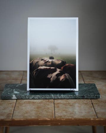 Gosse Bouma - THE COWS, Antiek en Kunst