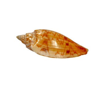 Zeldzaamheid voor Convector-collecties: Amoria hunteri 105
