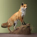 Vos Taxidermie Opgezette Dieren By Max, Verzamelen, Ophalen of Verzenden, Nieuw, Wild dier, Opgezet dier