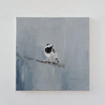 Matthieu van Riel - Kwikstaart