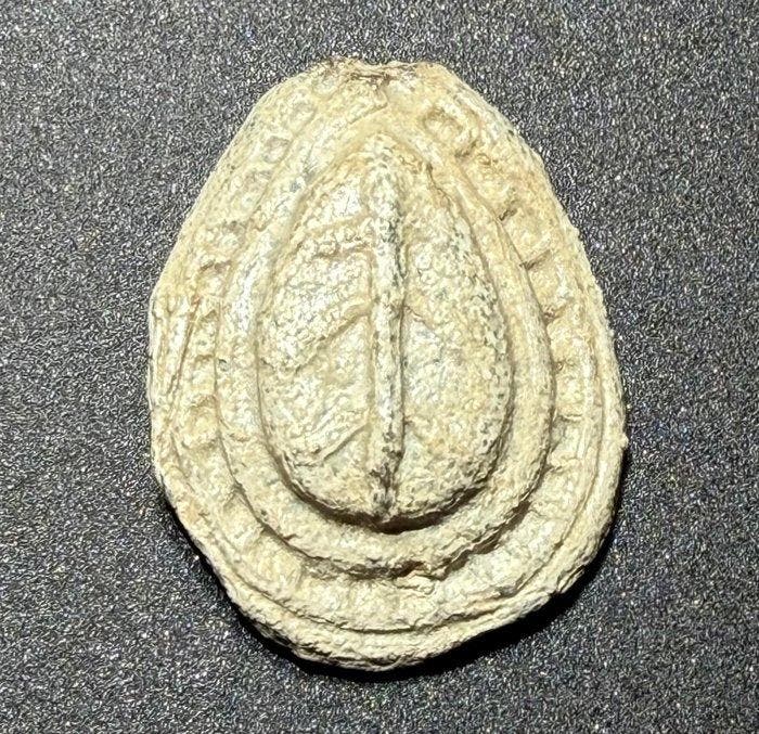 Oud-Romeins Lood Aantrekkelijk bord met een afbeelding van, Antiek en Kunst, Antiek | Overige Antiek