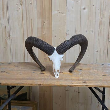 Mouflon Support de tête pour taxidermie - Mufflon / Ovis