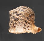 uniek verzamelstuk  Tritonshoorn met operculum, Verzamelen, Nieuw