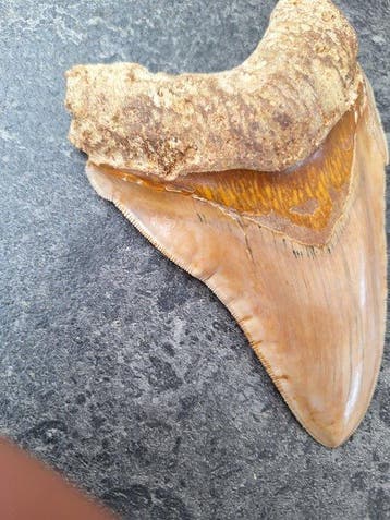 Mégalodon - Dent fossile - 14 cm - 10 cm, Verzamelen