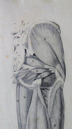 Italian school - Anatomical Study Drawing – Pen, Ink and