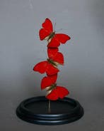 Papillon Support de corps entier pour taxidermie - Cymothoe