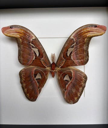 Atlasmot Taxidermie volledige montage - Atlas Moth – Attacus, Nieuw