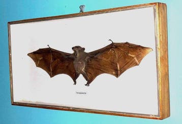 Chauve-souris Support mural pour taxidermie - Epomops - 25.5, Verzamelen, Nieuw