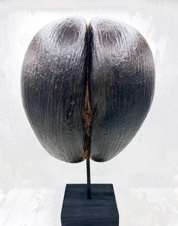 Coco de mer Taxidermie volledige montage - Lodoicea