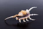 Lambis Scorpion, escargot araignée Coquillage marin - Lambis