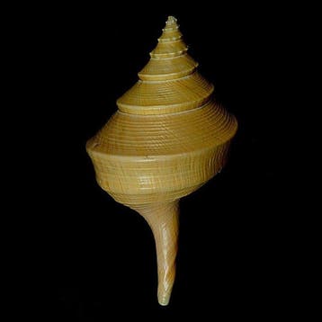 Grande trompette en coquille descargot Coquillage marin -