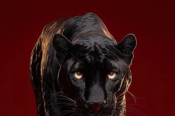 yamila - Pantera Negra: El Acecho del Oro Líquido, Nieuw