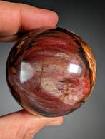 Fossiele houten bol - Fossiel fragment - 6.9 cm - 6.9 cm, Verzamelen, Mineralen en Fossielen