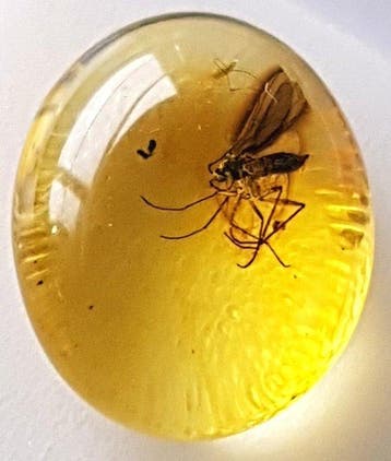 Natuurlijke Baltische amber met fossiele insecteninclusie in
