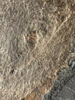 Twee organismen op een rots - Gefossiliseerd dier - Tuzoia, Verzamelen, Mineralen en Fossielen