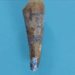 Spinosaurus - Fossiele tand - 51 mm - 16 mm (Zonder