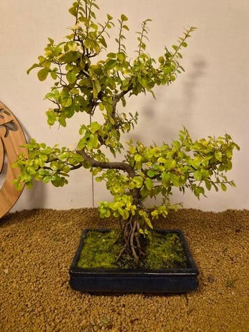 Sageretia bonsai (Sageretia theezans) - Hoogte (boom): 45 cm