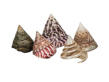 Verzameling Rochia (5 stuks) | Ø 5,0 tot 8,0 cm |