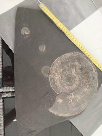 Ammoniet - Gefossiliseerde schelp - 40 cm - 35 cm