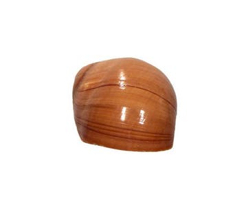 Polinices aurantius (40 mm, Toptoestand GEM) – Uitstekend, Nieuw