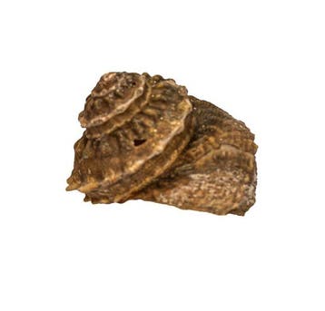 Zeldzame zeeslak (Bolma rugosa) met operculum – 48 mm