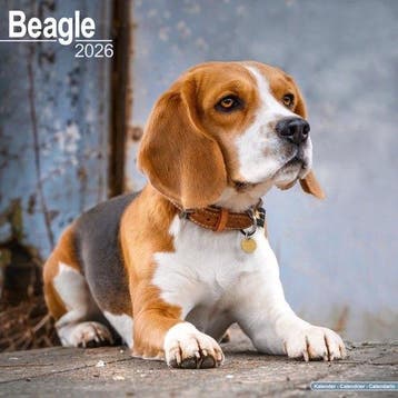 Beagle Kalender 2026 op Overig, Verzenden