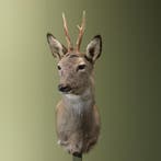 Reebok Wintervacht Taxidermie Opgezette Dieren By Max, Ophalen of Verzenden, Opgezet dier