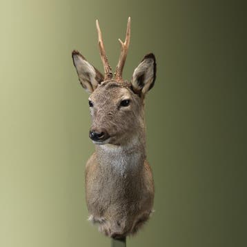Reebok Wintervacht Taxidermie Opgezette Dieren By Max, Verzamelen, Dierenverzamelingen, Ophalen of Verzenden, Nieuw, Wild dier