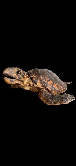 Tortue Support de corps entier pour taxidermie -, Collections