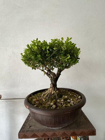 Bonsaï Buis (Buxus sempervirens) - Hauteur (arbre) : 35 cm -