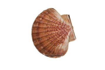 Pecten maximus XL (grosse coquille Saint-Jacques) – coquille