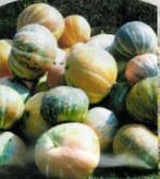 Rainbow pompoen zaden, Nieuw