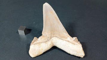 Requin - Dent fossile - Otodus Sokolovi - 9 cm - 7.6 cm