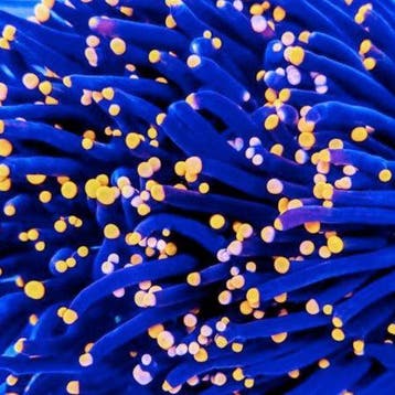 Euphyllia Glabrescens Black Torch (3 koppen)