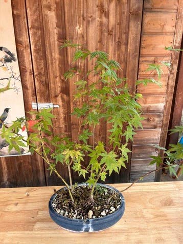 Japanese maple bonsai (Acer palmatum) - Hoogte (boom): 40 cm