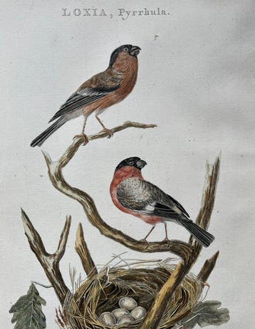 Christiaan Sepp & Cornelis Nozeman (XVIII) - Loxia Pyrrhula,