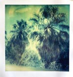 Stefanie Schneider - Blue Sky Palm Trees (Sidewinder)