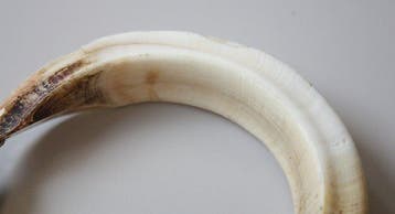 Bracelet Asmat - Nouvelle-Guinée du Sud, Antiek en Kunst